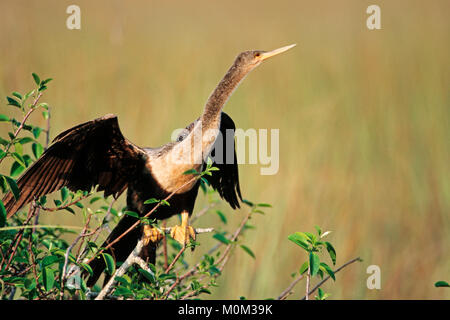 Anhinga, female, Everglades national park, Florida, USA / (Anhinga anhinga) | Amerikanischer Schlangenhalsvogel, weiblich Stock Photo