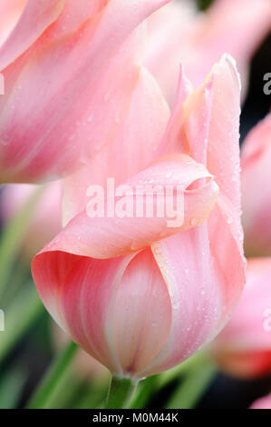Tulpenbeet - tulips Stock Photo