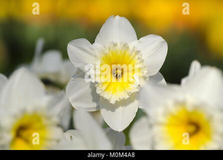 Narzisse - Osterglocke - Daffodils Stock Photo