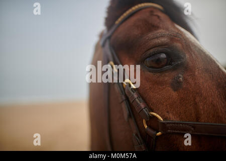 Horse eye close up taken on a beach with full riding gear equipped, male horse with a narrow depth of field. Stock Photo