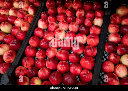 nectarines in the market Stock Photo