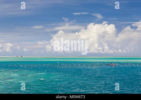 Philippines,Palawan,Roxas,Green Island Bay,Johnson Island,man taking care of his seaweed farm Stock Photo