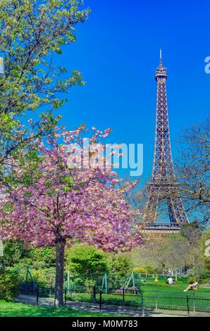 France,Paris,banks of the Seine river,area protected by UNESCO,Champ de Mars park with a cherry tree in blossom and the Eiffel tower Stock Photo