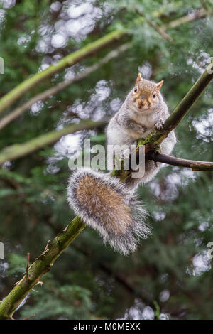 Abington park, Northampton. 23rd Jan, 2018. UK Weather. A Grey Squirrel. Sciurus carolinensis (Rodentia), sits in the branches out of the way of the dogs this morning. The forecast for this afternoon is sunny intervals with rain later on. Credit: Keith J Smith./Alamy Live News Stock Photo