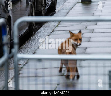 London, UK. 23rd January, 2018. Fox in Downing Street  Credit: Ian Davidson/Alamy Live News Stock Photo