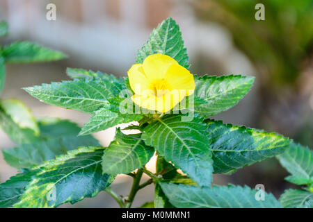 closeup photo of damiana flower Stock Photo