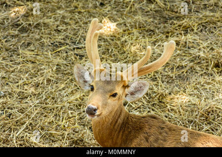 closeup photo of reindeer with horn Stock Photo