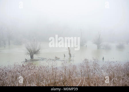 Misty winter morning in the swamp Stock Photo