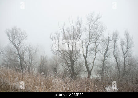 Misty winter morning in the forest Stock Photo