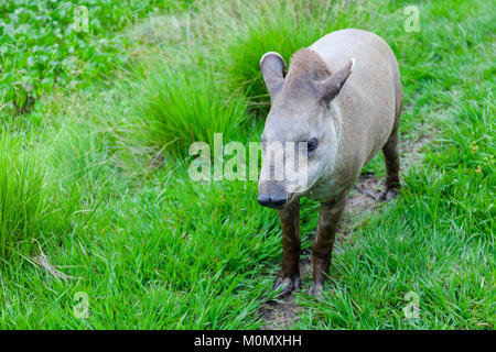 Closeup photo of a South American Tapir Scientific Name: Tapirus terrestris Stock Stock Photo