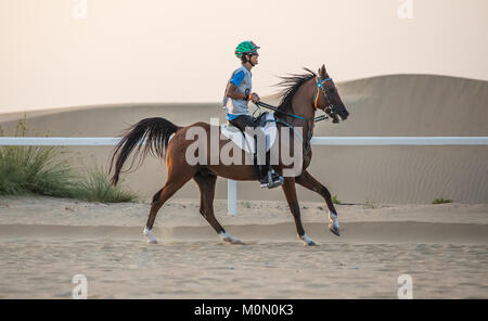 An athletic rider competing in a long-distance endurance race in the desert at sunset. Dubai, UAE. Stock Photo