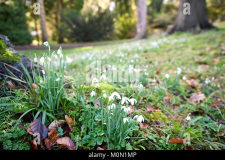 Snowdrops bloom in Victoria Park, Bath, where a warm winter has seen many early species come into flower. Snowdrops usually flower from January and can reach their best around mid February. Stock Photo