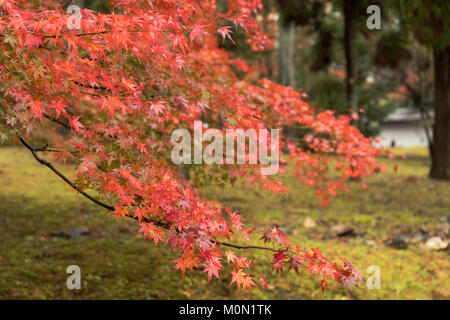 Japanese maple with red autmun-colored foliage in a Kyoto park in November. Selective focus Stock Photo