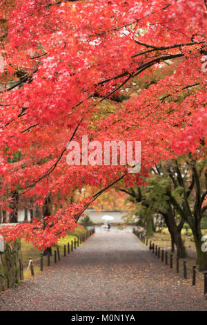Two people carrying umbrellas at the end of a footpath under a canopy of red autumn foliage in Kyoto on a rainy november day. Selective focus. Stock Photo