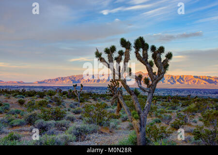 A Joshua tree stands in the desert above Pahrump  Nevada at sunrise Stock Photo