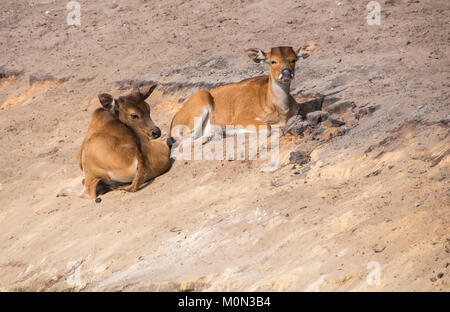 two young banteng or bos javanicus animals Stock Photo