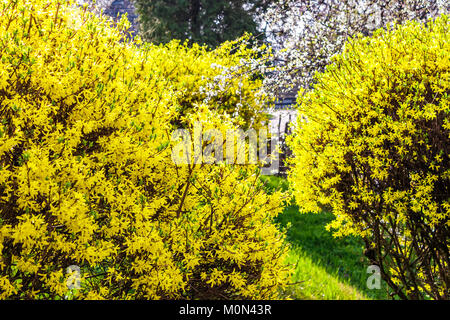 yellow flowers of forsythia shrub. lovely nature background in the garden on sunny springtime day Stock Photo