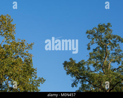 Low angle view into oak tree tops with sky and plane Stock Photo