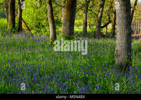 Camas (Camassia quamash) act as undergrowth to this oak forest in Simpson Park in Albany, Oregon. USA Stock Photo