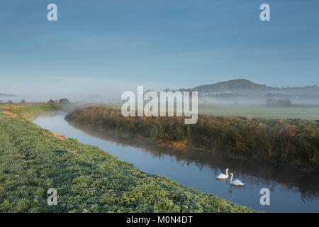 St Michael's Tower, Glastonbury Tor and swans come into view at sunrise as the mist over the River Brue clears. Somerset, England. Stock Photo