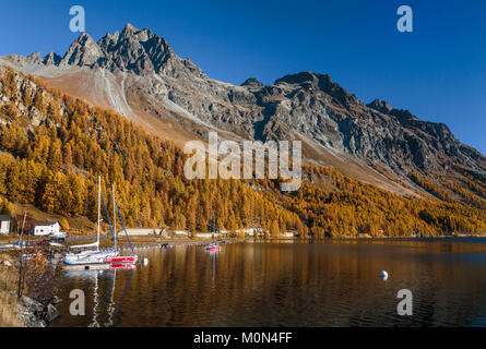 Fall foliage color in the larch trees in the Engadin Valley, Graubuden, Switzerland, Europe. Stock Photo