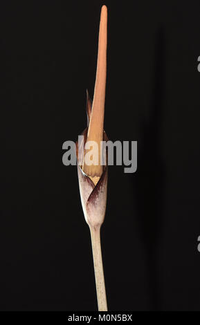 Amorphophallus gomboczianus. Carrion Lily. Voodoo Lily. Corpse Lily. Ethiopia Amorphophallus Stock Photo
