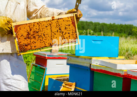 Beekeeper is holding closed up honeycomb full with honey on wooden frame. Stock Photo