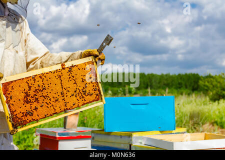 Beekeeper is holding closed up honeycomb full with honey on wooden frame. Stock Photo