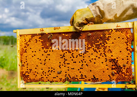 Beekeeper is holding closed up honeycomb full with honey on wooden frame. Stock Photo