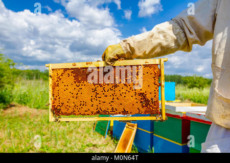 Beekeeper is holding closed up honeycomb full with honey on wooden frame. Stock Photo