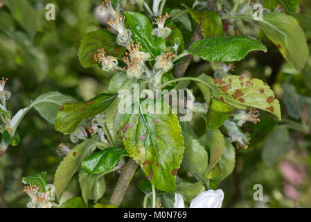 Necrotic leaf spotting on apple leaves of a cox orange pippin in early fruit set, the cause is unknown, Berkshire, May Stock Photo