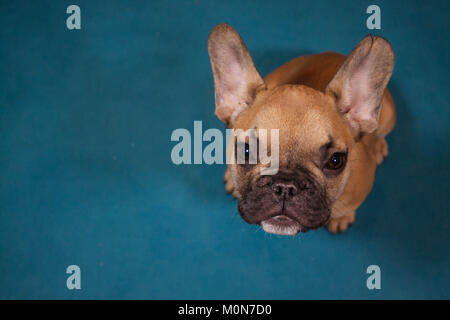 French bulldog puppy portrait looking at camera, studio photography in torquoise background Stock Photo