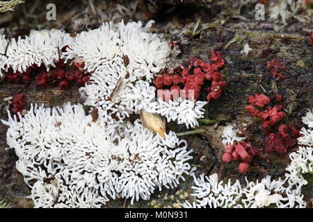 Coral slime mold or mould, Ceratiomyxa fruticulosa Stock Photo