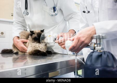 Vet checking cat for symptoms of disease in veterinarian clinic 