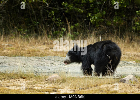 Sloth Bear - Melursus ursinus, Wilpattu National Park, Sri Lanka. Asian safari. Stock Photo
