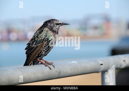 Mature common or European starling (Sturnus vulgaris) perched on a metal fence with out of focus background, Suffolk, England, UK Stock Photo