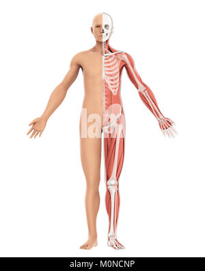 Human Body amd Skeleton Anatomy Isolated Stock Photo