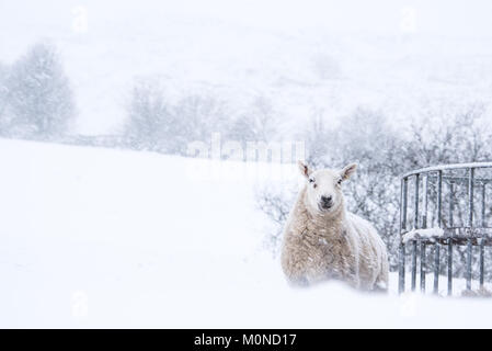 A lone tree adds contrast to a white out landscape during a snow storm Stock Photo