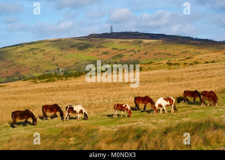 A group of wild ponies on Brown Clee hill in the Shropshire Hills, England, UK Stock Photo