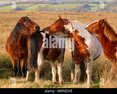 A group of wild ponies on Brown Clee hill in the Shropshire Hills, England, UK Stock Photo