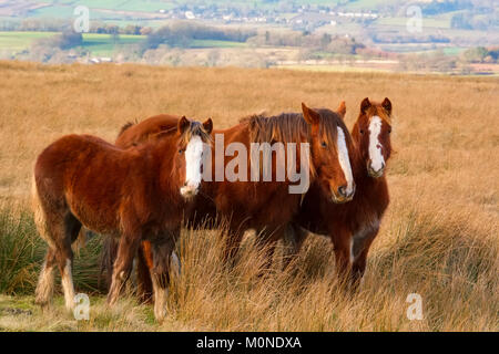 A group of wild ponies on Brown Clee hill in the Shropshire Hills, England, UK Stock Photo