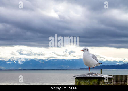 Seagull standing on one leg Stock Photo