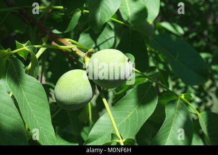 Green walnuts growing on a tree, Pazmand, Hungary Stock Photo