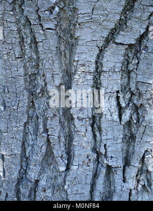 Bark of a walnut tree, juglans regia, Pazmand, Hungary Stock Photo