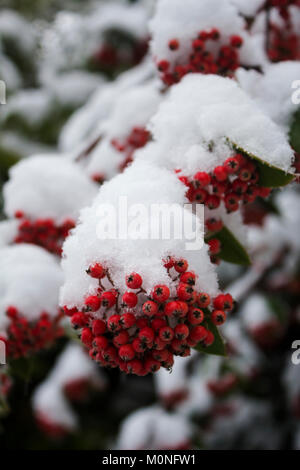 Berries Of Acuminate Cotoneaster Plant Covered In Snow Stock Photo
