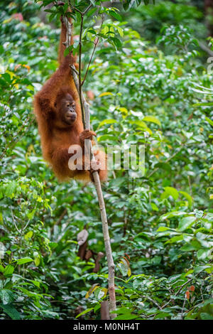 Orangutan cub on the tree in a natural habitat. Bornean orangutan (Pongo  pygmaeus wurmbii) in the wild nature. Rainforest of Island Borneo. Indonesia Stock Photo