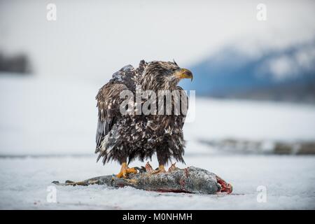 The Bald eagle ( Haliaeetus leucocephalus ) sits on snow and eats a salmon.  Alaska Stock Photo