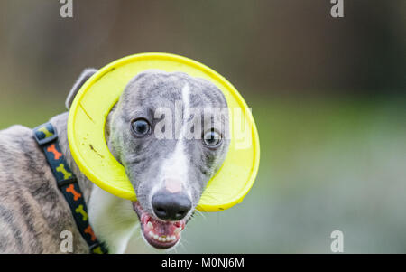 Whippet pup with a plastic teething ring come frisbee. Stock Photo