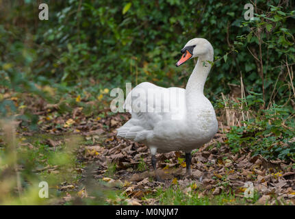 Adult White Mute Swan (Cygnus olor) standing on land in Winter in West Sussex, England, UK. Stock Photo