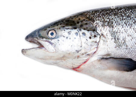 Atlantic salmon detail fish isolated on a white studio background Stock Photo